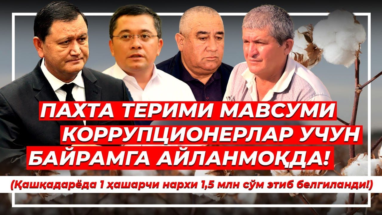 Негатив 572: 1 теримчининг нархи - 1,5 млн сўм! Ташкилотлар теримчи ўрнига пул беришмоқда.