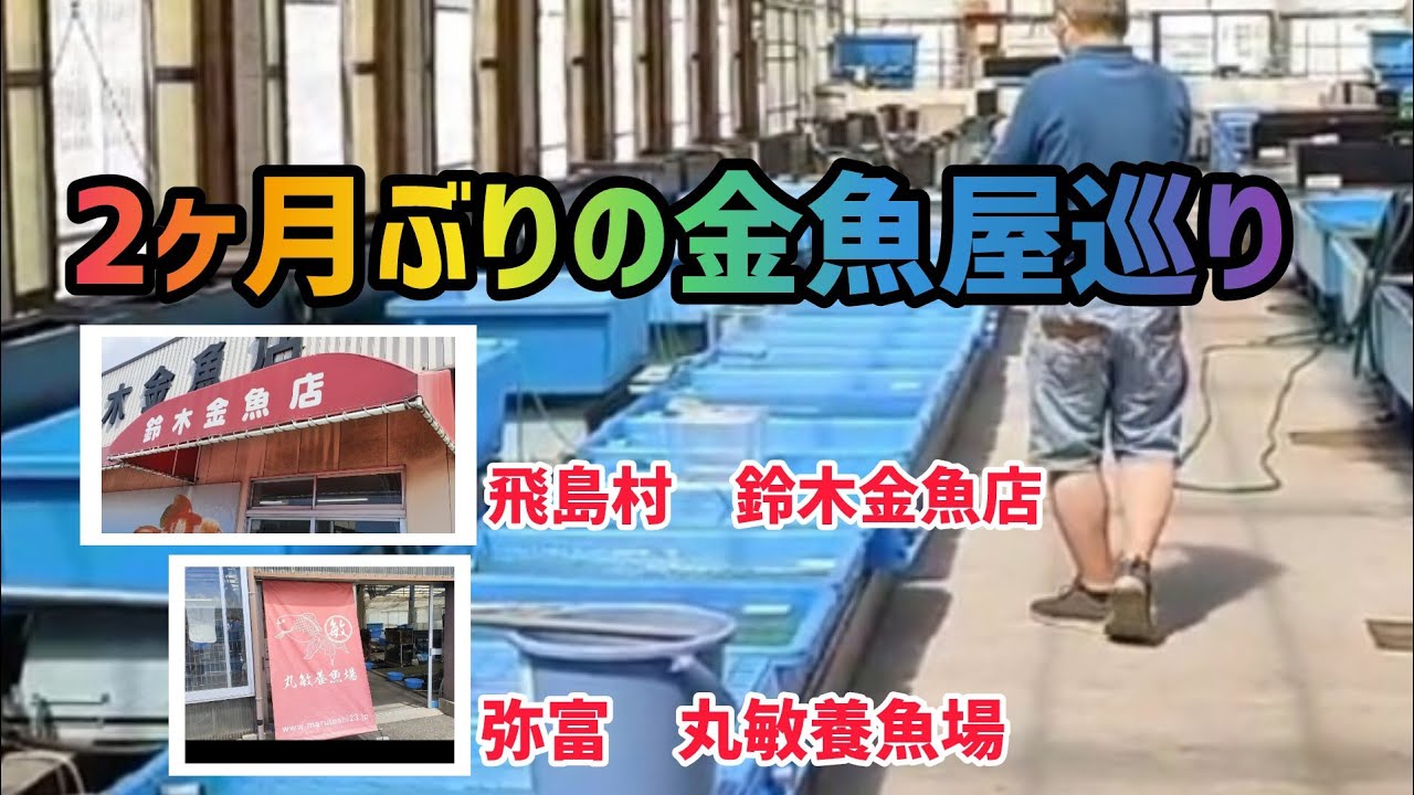 【金魚】【金魚屋巡り】２ヶ月ぶりに金魚店に行ってきた