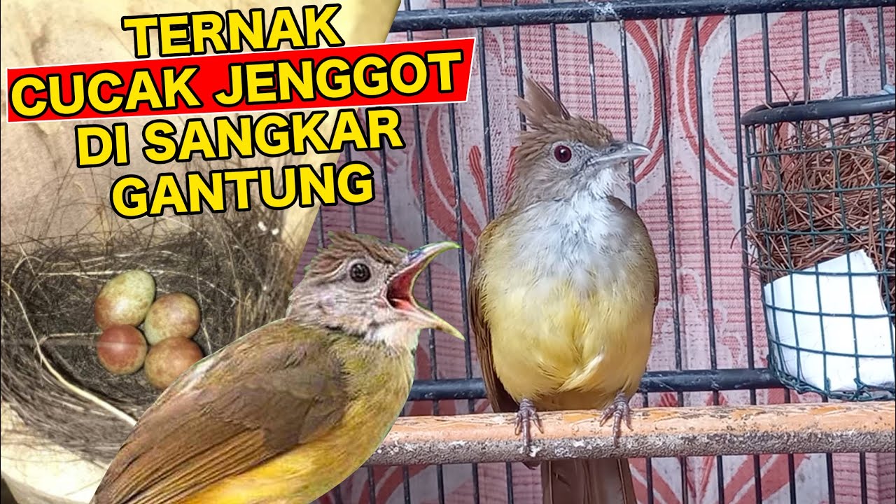 SETELAH SUKSES TERNAK CUCAK IJO, si om LANJUT TERNAK CUCAK JENGGOT DI SANGKAR GANTUNG, TANGAN DINGIN