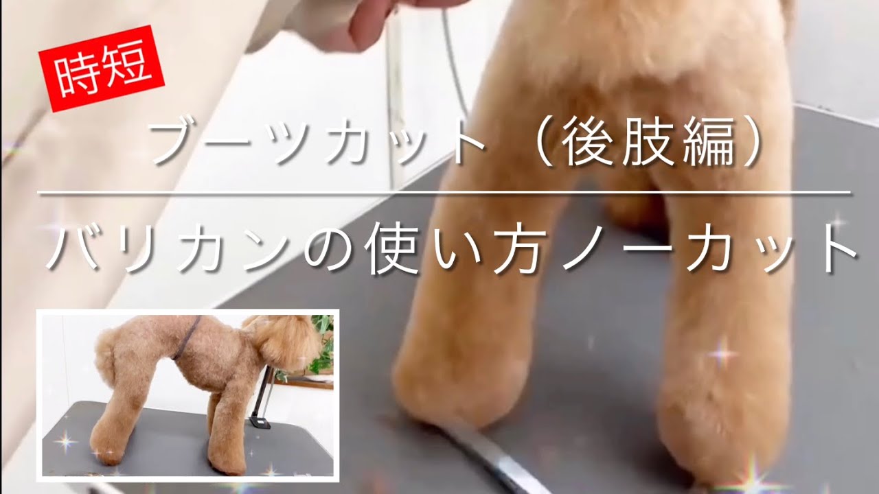 【トリミング　ブーツカット】「ブーツカット（後肢編）、バリカンの使い方ノーカット」倍速一切なし　トイプードル