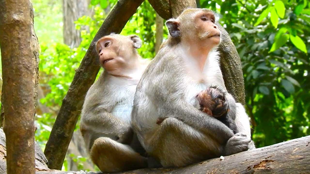 Jonna Sits Nearby as Sister Jazzy Nurses Baby Jiva Peacefully