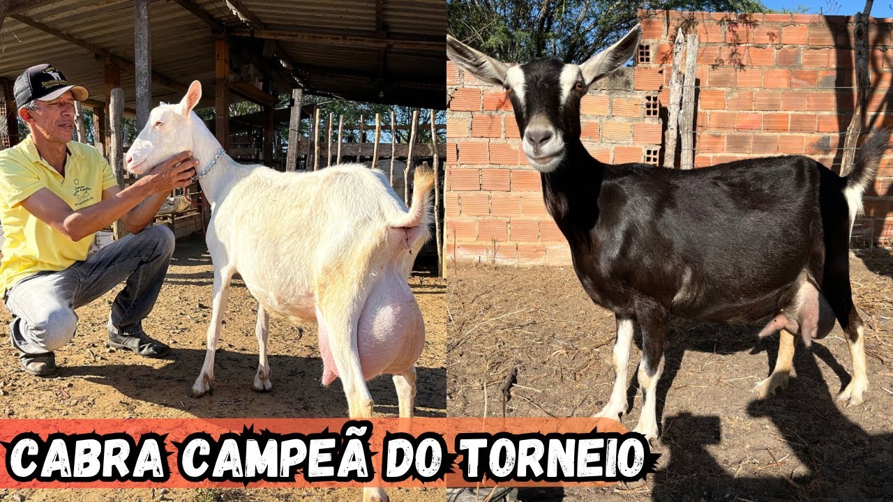 VOLTANDO NA CRIAÇÃO DE CABRAS LEITEIRAS DO AMIGO LULU DO RANCHO SANTA CECÍLIA VEJA A CAMPEÃ #cabras