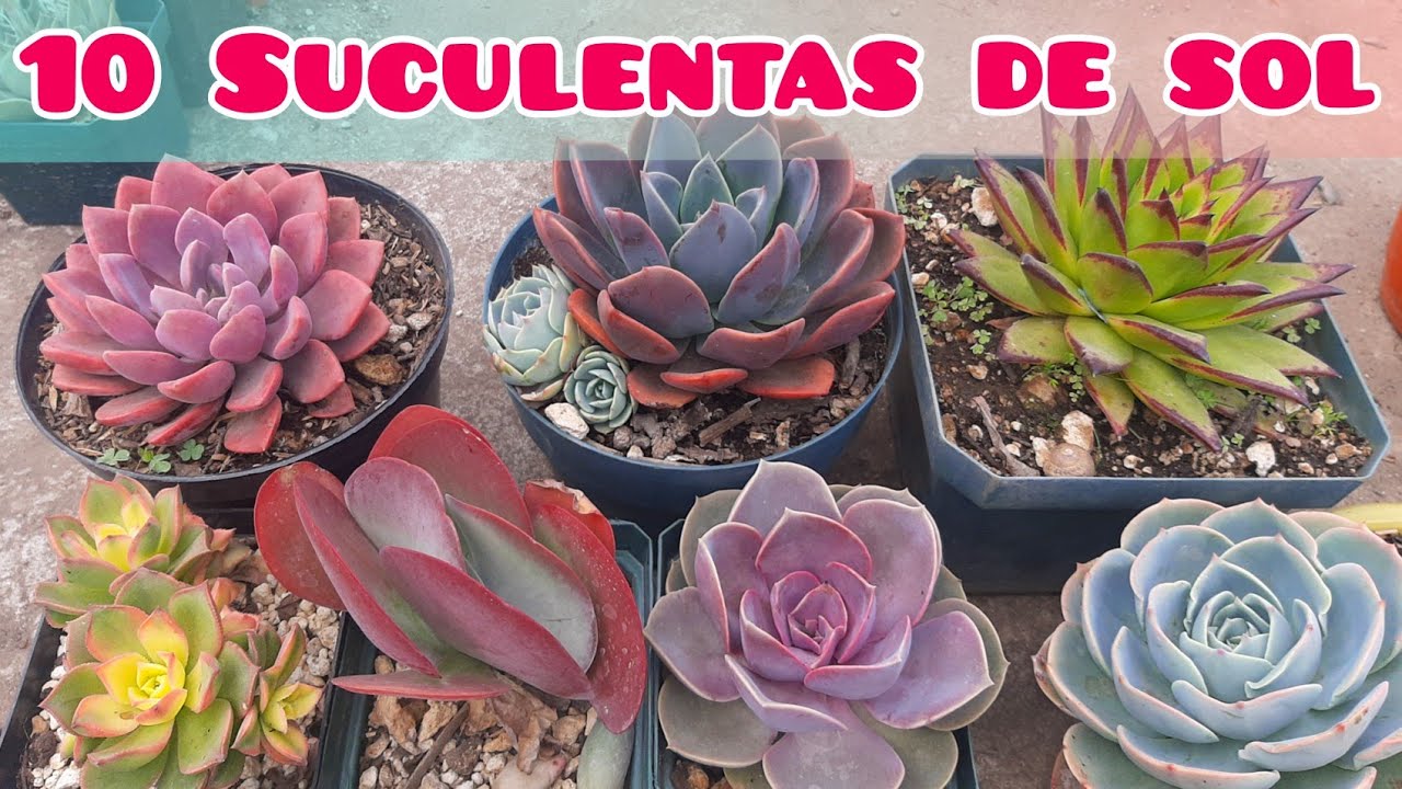 Suculentas de sol / 10 suculentas que les escanta el sol directo🌞