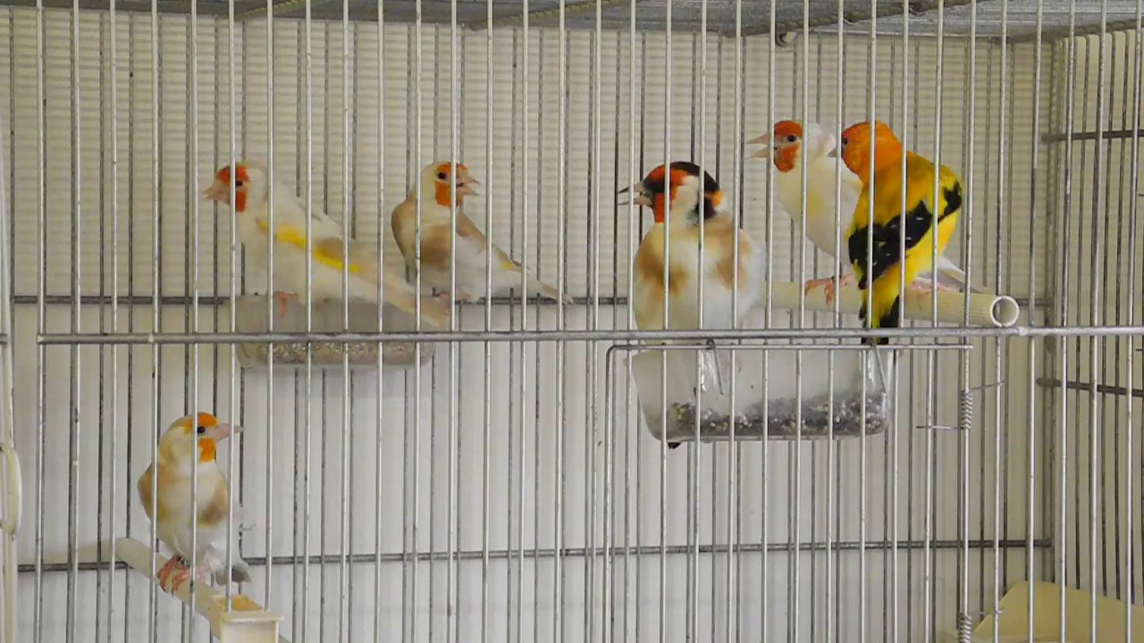 Cardellini mayor mutati - Mayor goldfinches mutations