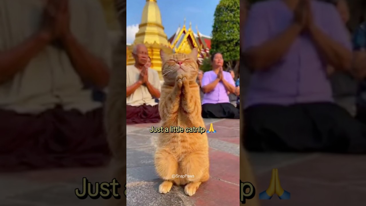 Testing His Luck in Thailand