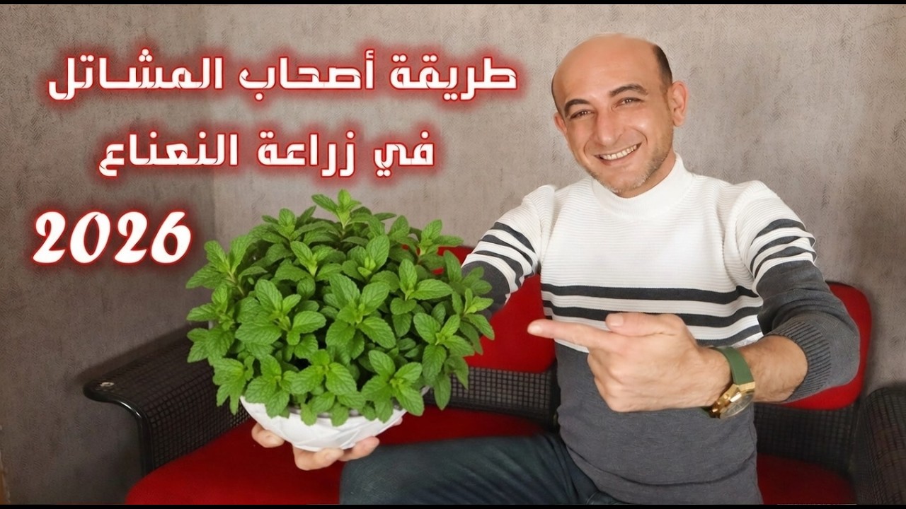 زراعة النعناع 2026 عطريقة أصحاب المشاتل