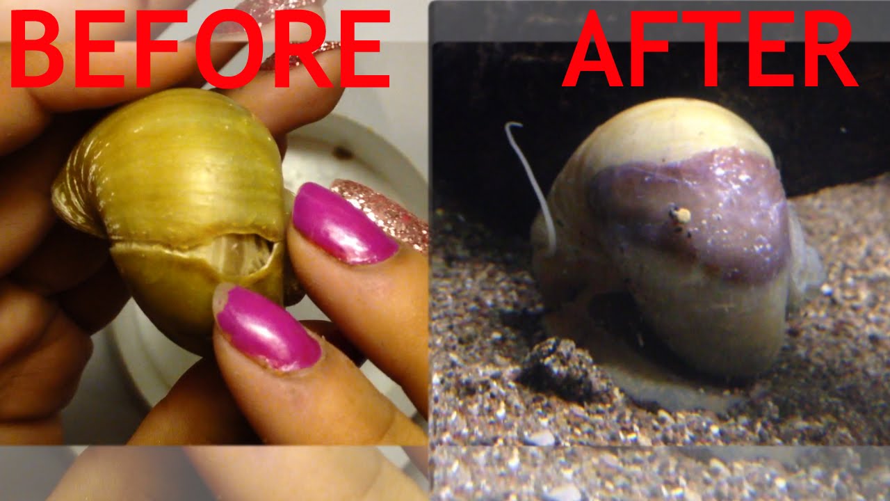 how i fix a broken apple snail shell