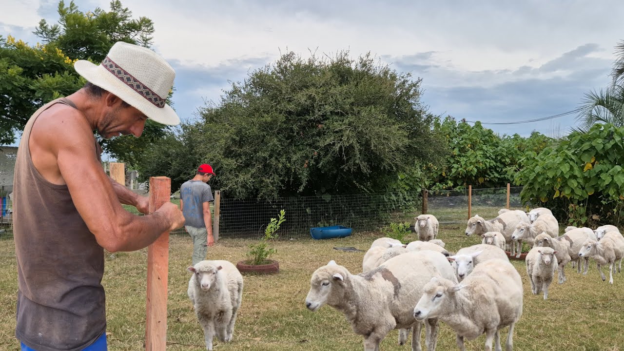Alambrando y poniendo malla para protección de las ovejas,  dañel larrañaga 