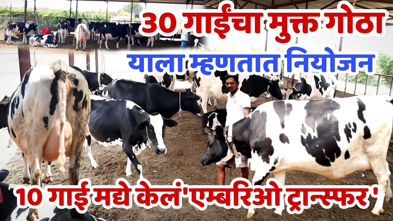 चक्क 10 गाई मध्ये केलं आहे।एम्बरिओ ट्रान्स्फर।वेताला गाई देणार 8 ते 9 हजार लिटर दूध।embryo transfer