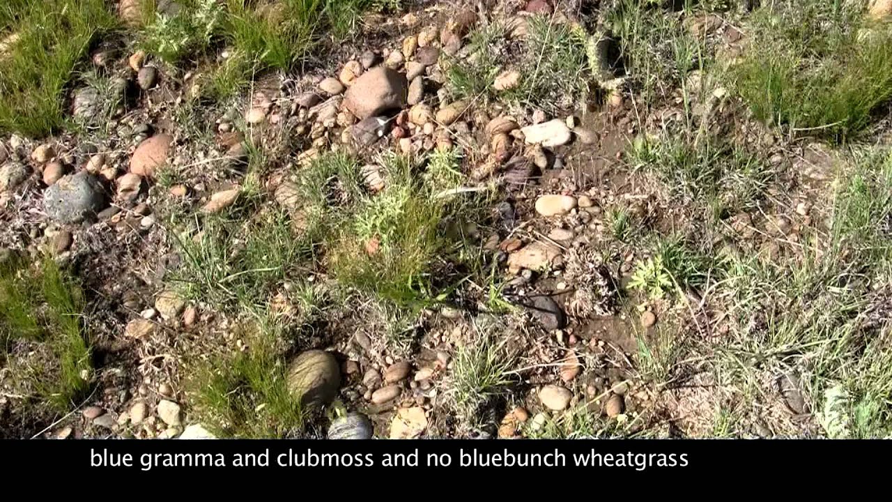Rangeland Utilization Monitoring