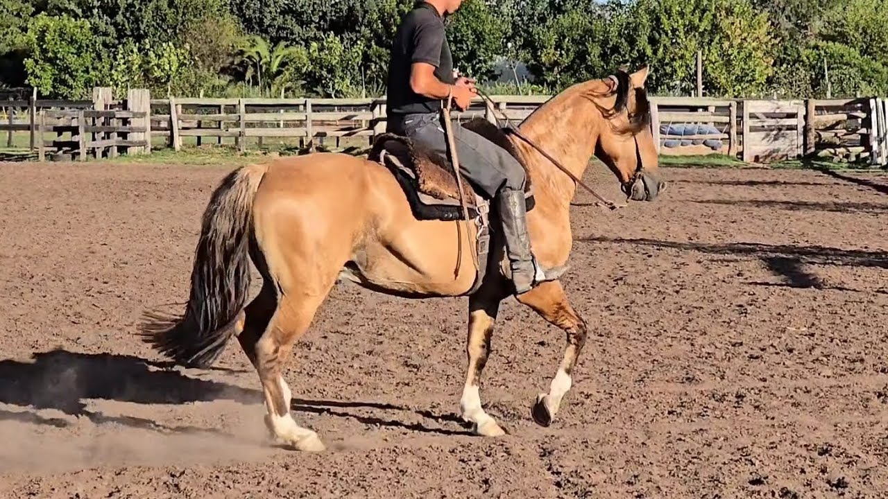 Criollo inscripto, AGENCIADO VOLADOR rp560 muy buena boca y muy manso $4.800.000