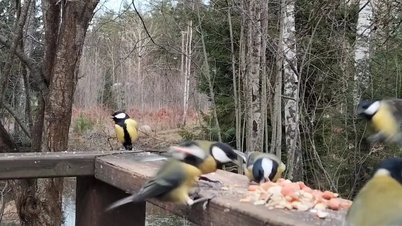 Backyard Birds Destroying a Fistful of Seeds 