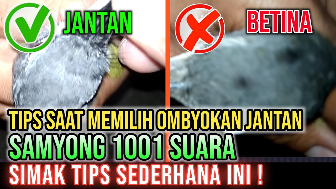 Cara Membedakan Samyong Jantan dan Betina dari Ombyokan