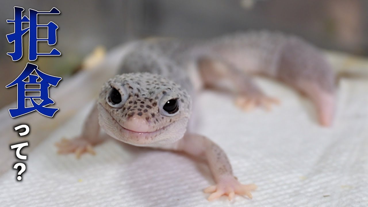 この季節、ちゃんと餌食べてますか？【レオパ】