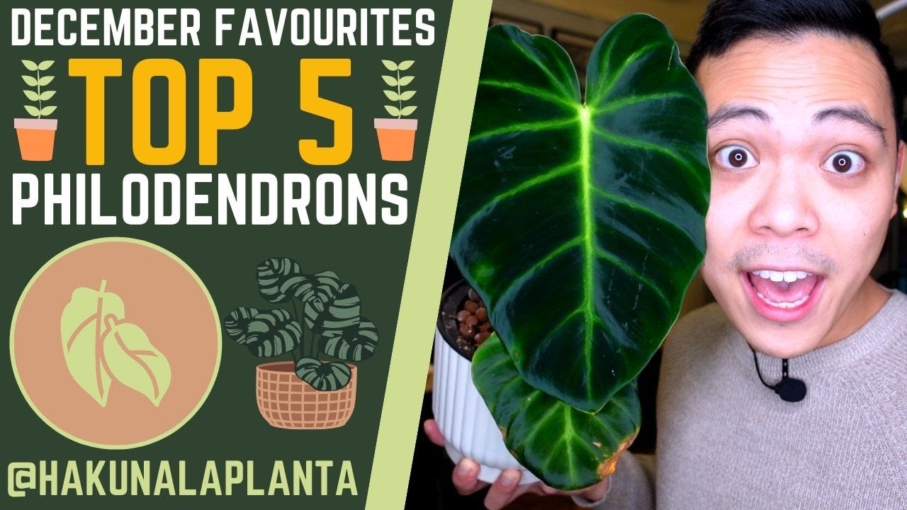 TOP 5 PHILODENDRONS 💚 | DECEMBER FAVOURITES | Jose Buono, Luxurians, Florida Ghost, Snowdrift 😍