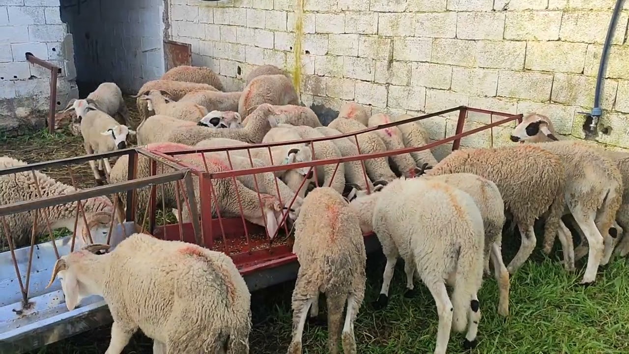 برنامج تسمين الحولي من البداية الحلقة الاولى 