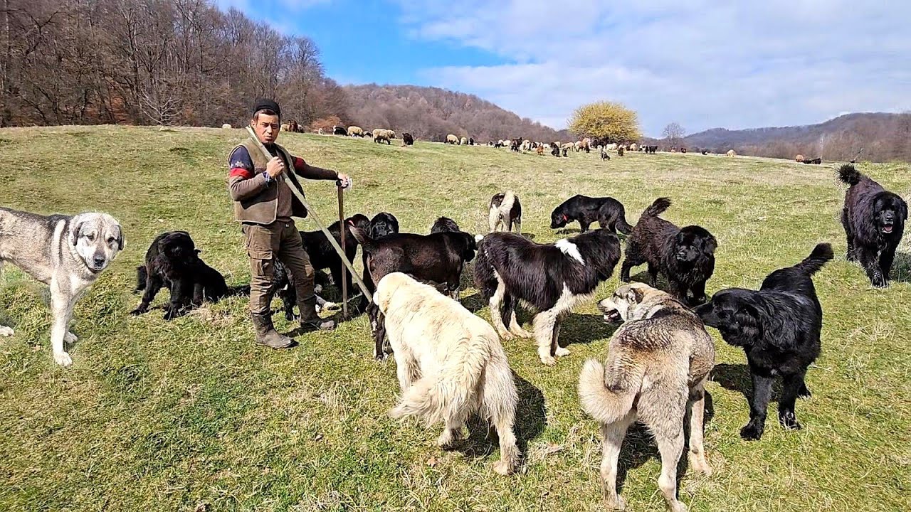 18 CAINI CIOBANESTI, ASIA CENTRALA SI CORBI IL AJUTA PE CIOBANUL CONSTANTIN CARTOAJA CONTRA URSULUI.