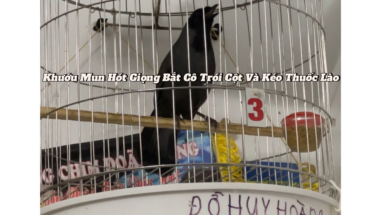 Khướu Mun Thuần 85 | Giọng Rít Thuốc Lào | Bắt Cô Trói Cột | Bộ To | Không Lỗi | Tập 169