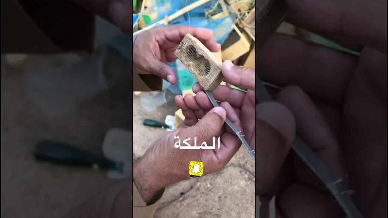 عسل السدر البري المجمعة
