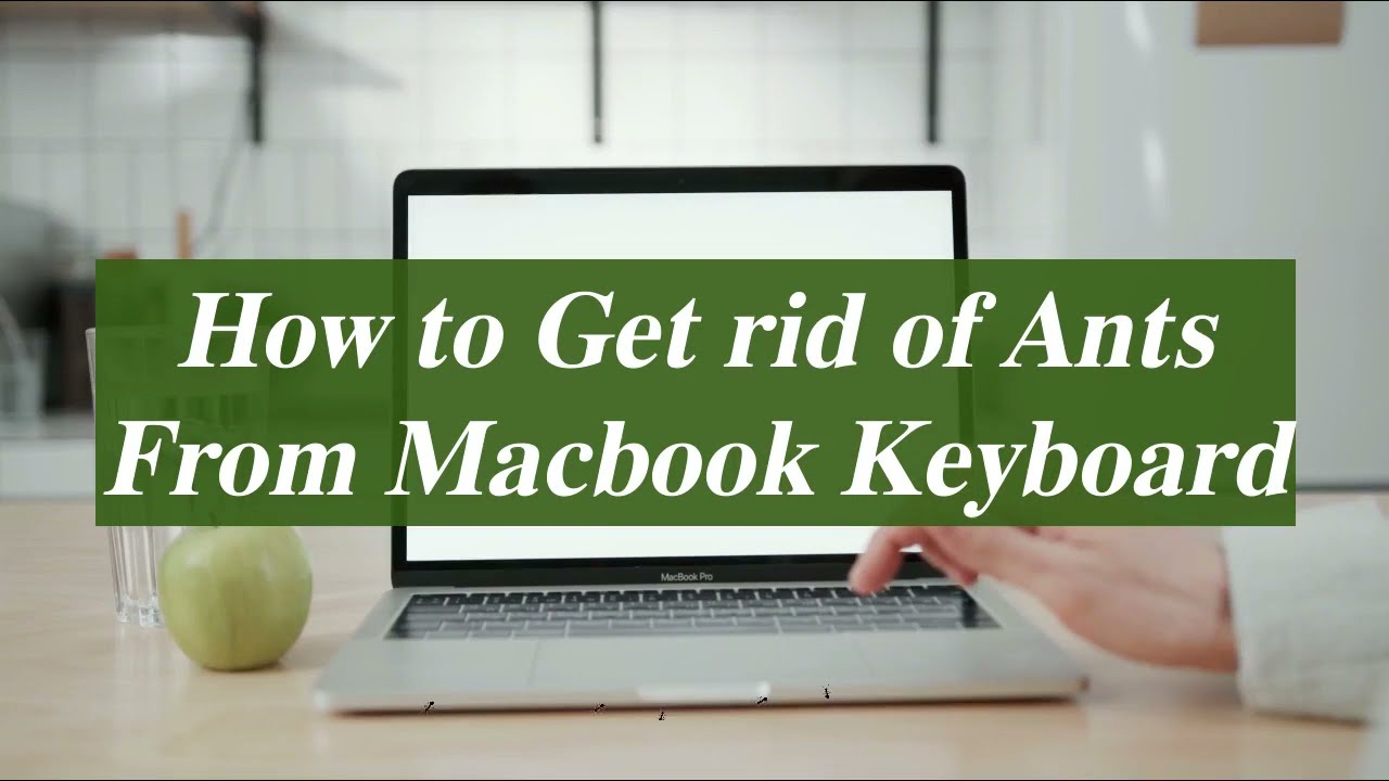 How to Get Rid of Ants in MacBook - The Pests Control Network