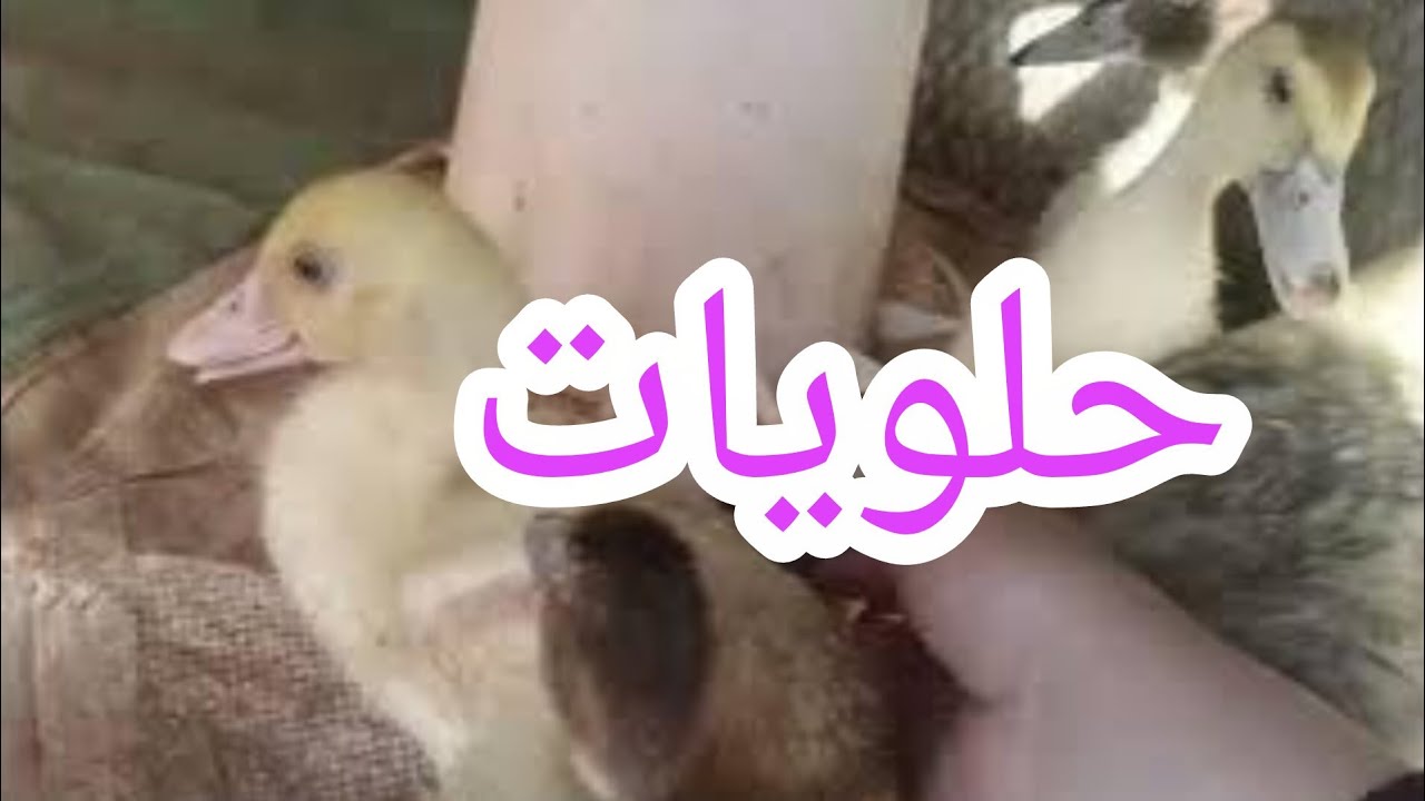 كدا كتر خيرهم 🌷 ننقلهم بقى عشان يتعودوا على المكان الجديد ⁉️ وربنا يوسع أرزقنا وأياكم ♥️