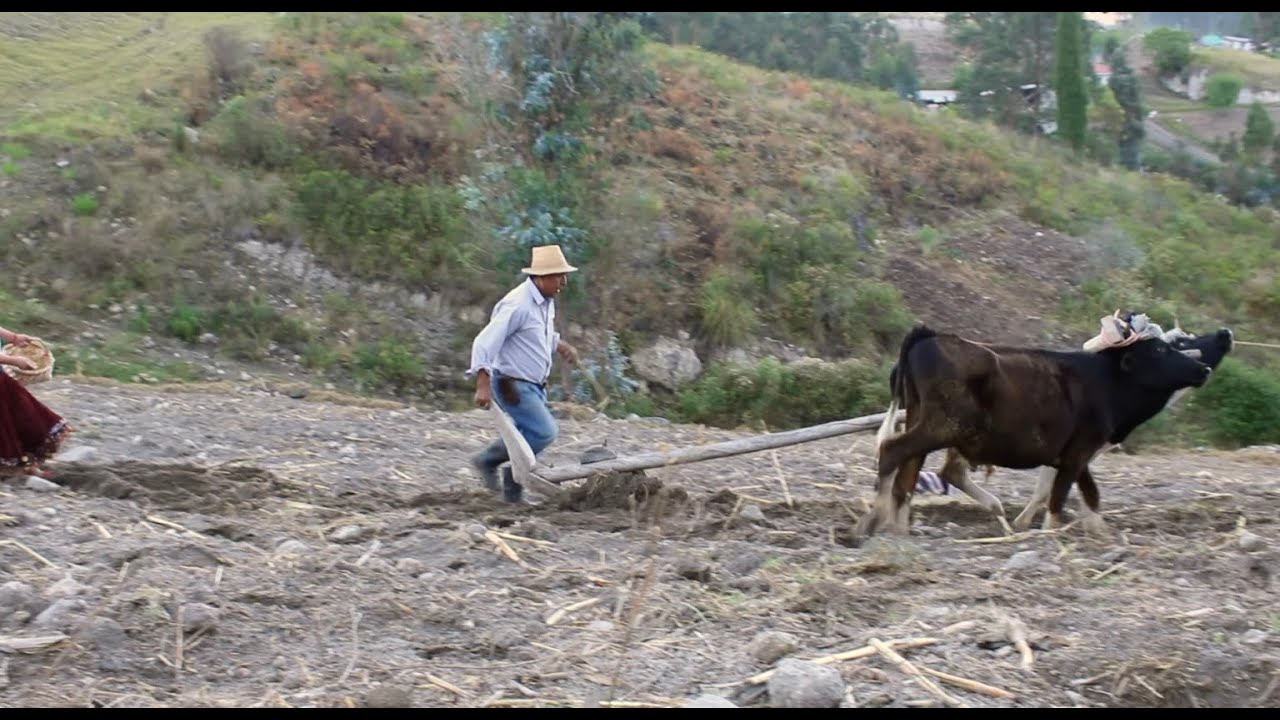 TRADICION LA SIEMBRA CUENCA ECUADOR
