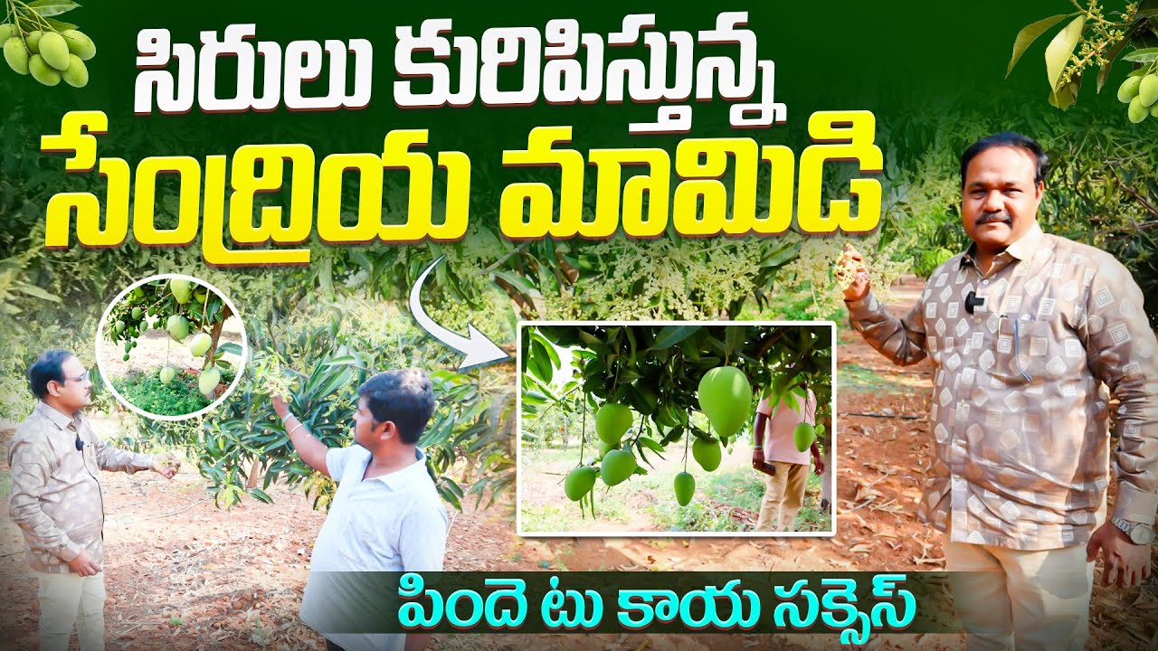       సేంద్రియ మామిడి బంగారం /పిందె టు కాయ సక్సెస్/how to success organic mango farming 