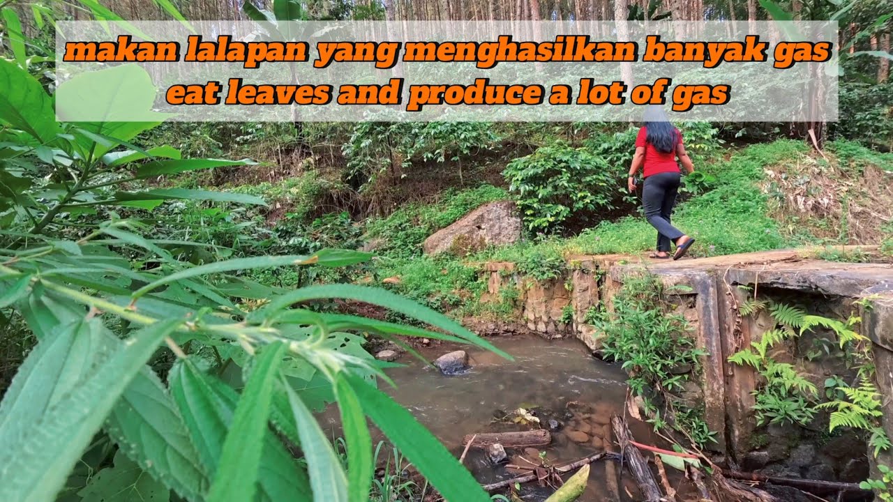 Looking for edible leaves. Makes Eno have a stomachache