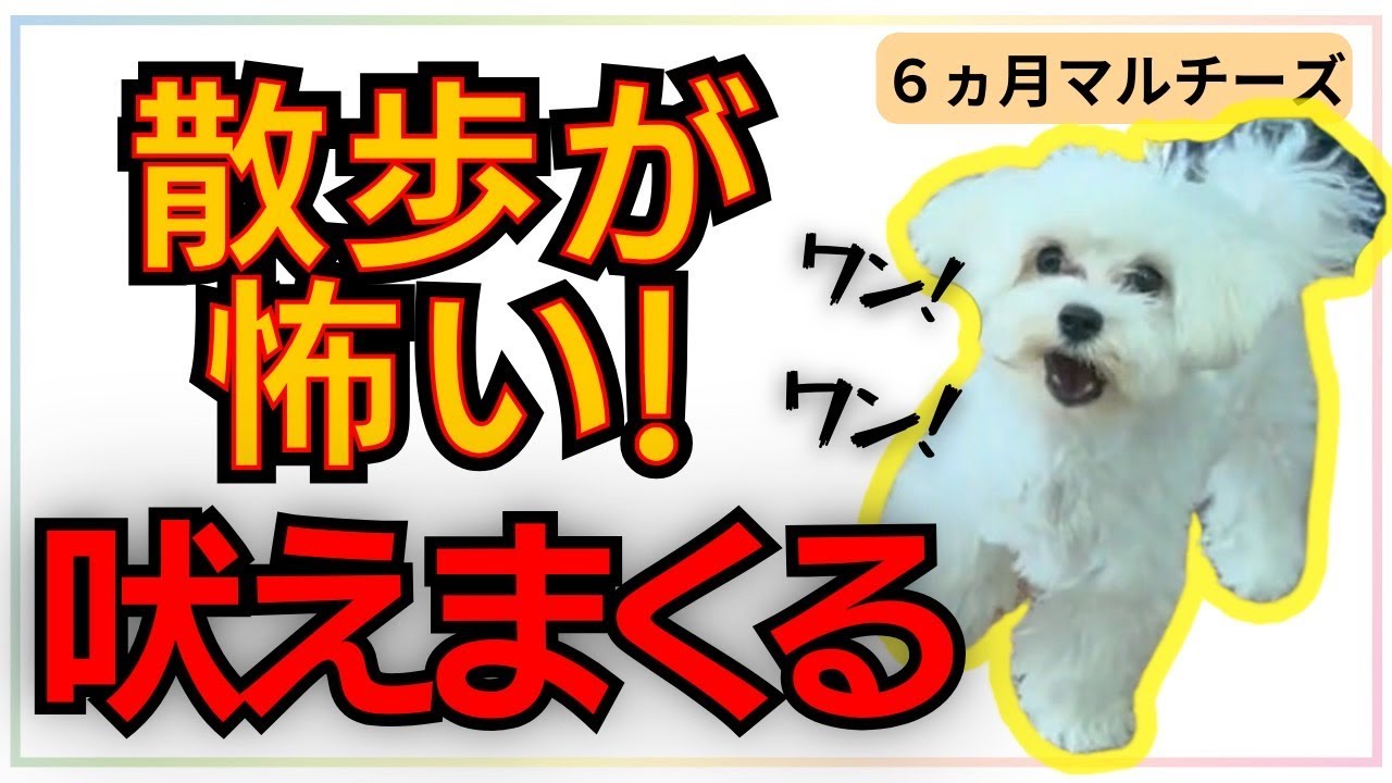 【犬しつけ】【マルチーズ】お散歩吠えが止まらないワンちゃんと実践練習！吠え癖改善