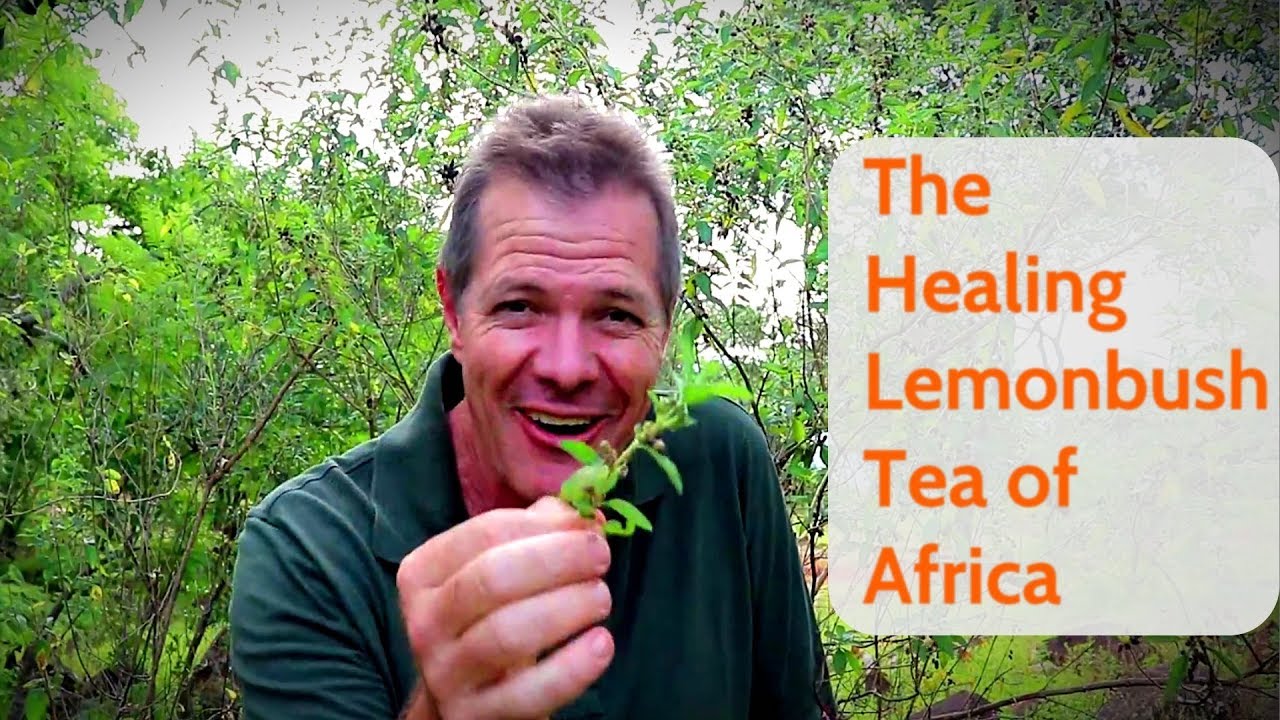 The Healing Lemonbush Tea of Africa