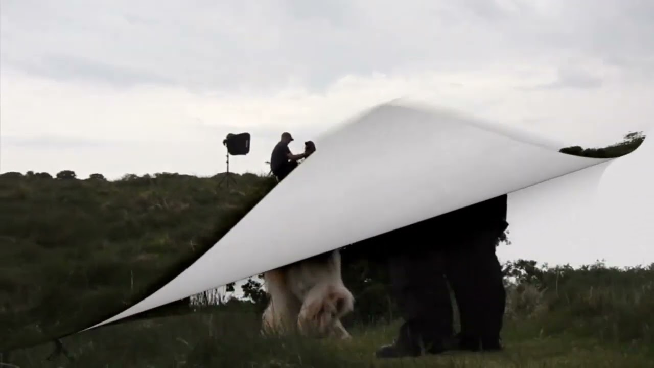 Carrie Southerton Dog Photography - Behind the Scenes