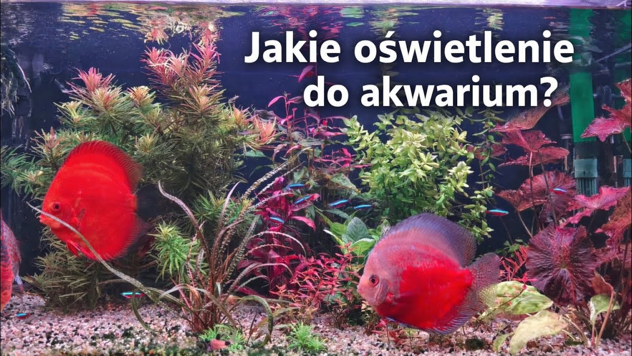 Oświetlenie do akwarium jakiej mocy wybrać?
