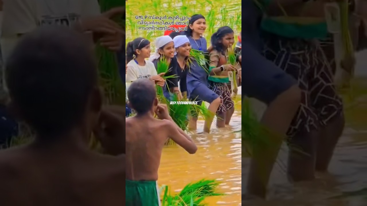 GMLP SCHOOL IRINGALLOOR|| കുട്ടികൾ പാടത്ത് ഞാർ നടാൻ ഇറങ്ങിയതാ 