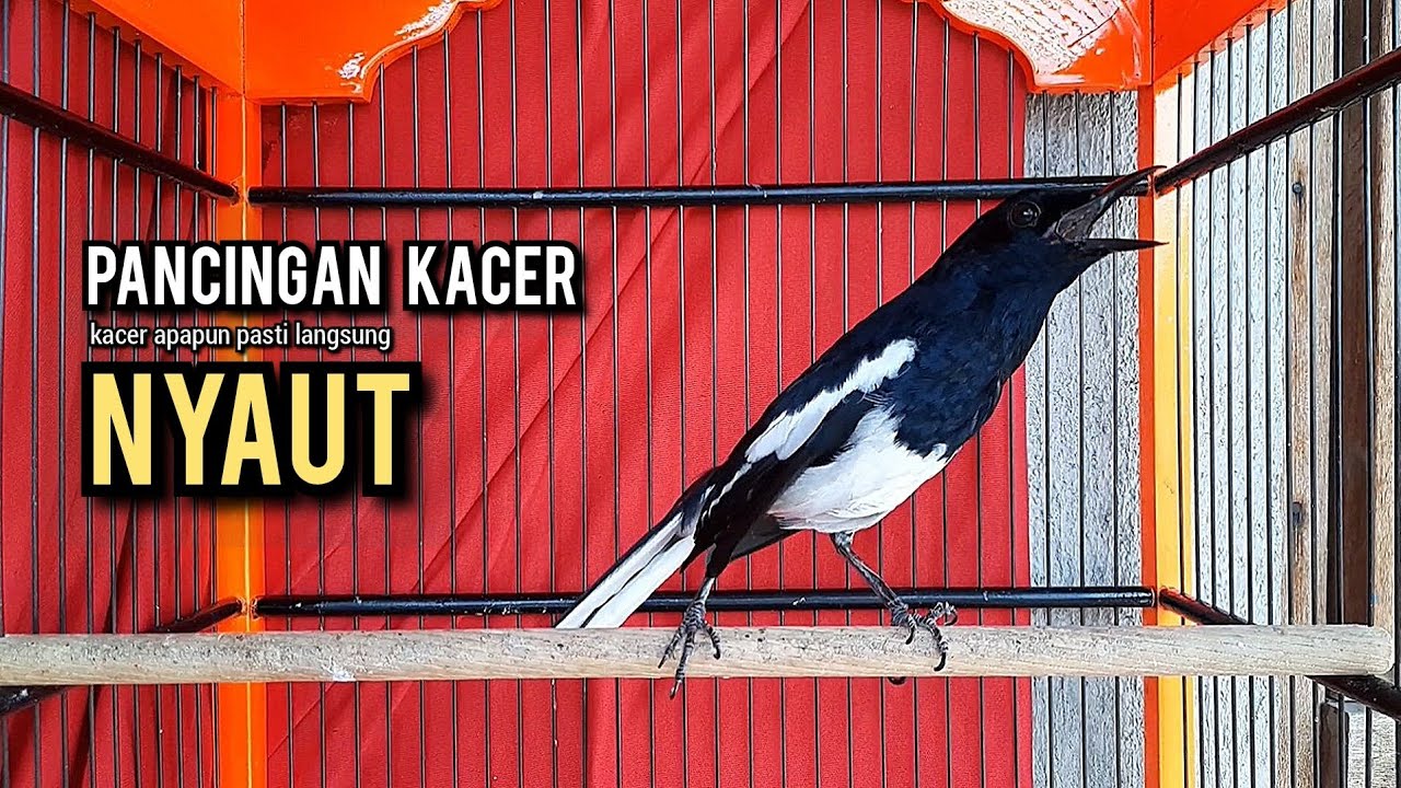 kacer gacor NGEPLONG tarung ini paling ampuh buat PANCINGAN KACER agar EMOSI NYAUT