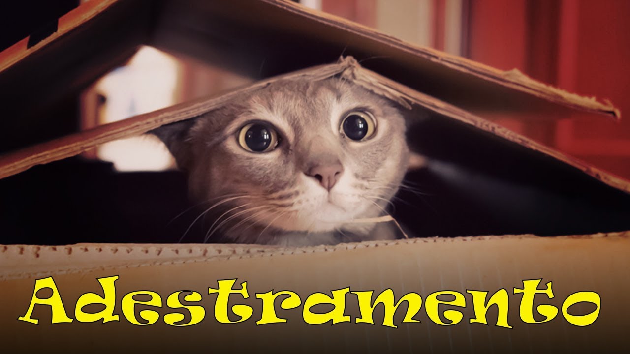 OS MAIORES SEGREDOS PARA ADESTRAR SEU GATO. #139