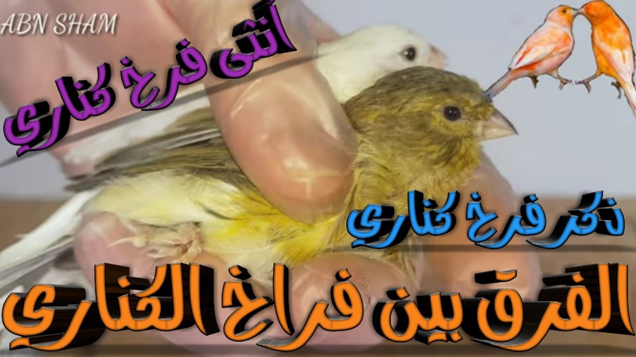 تحدي للمبتدأيين بعد هذا الفيديو لح تعرف الفرق🕊 بين ذكور واناث فراخ الكناري