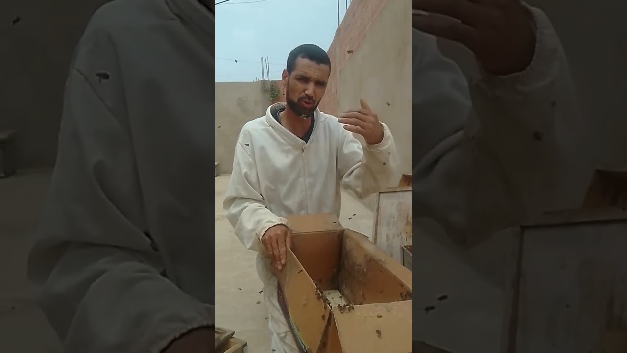 إنقاذ خلية نحل بوردونية بسرب جديد نصائح عملية للمبتدئين في تربية النحل – كيف تنقذ مستعمرتك من الضياع