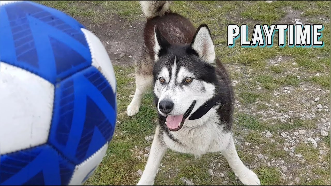 Playtime with my best friend | Sherpa the Batdog
