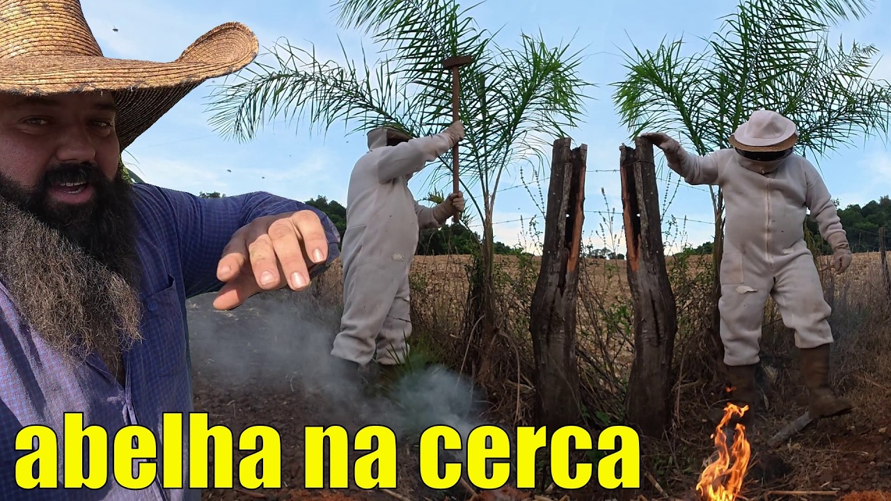 Tirando abelha do palanque oco da cerca 