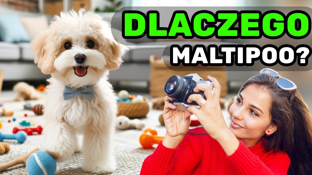 Maltipoo - Idealny Pies dla Alergika | Poznaj Wady i Zalety Maltipoo