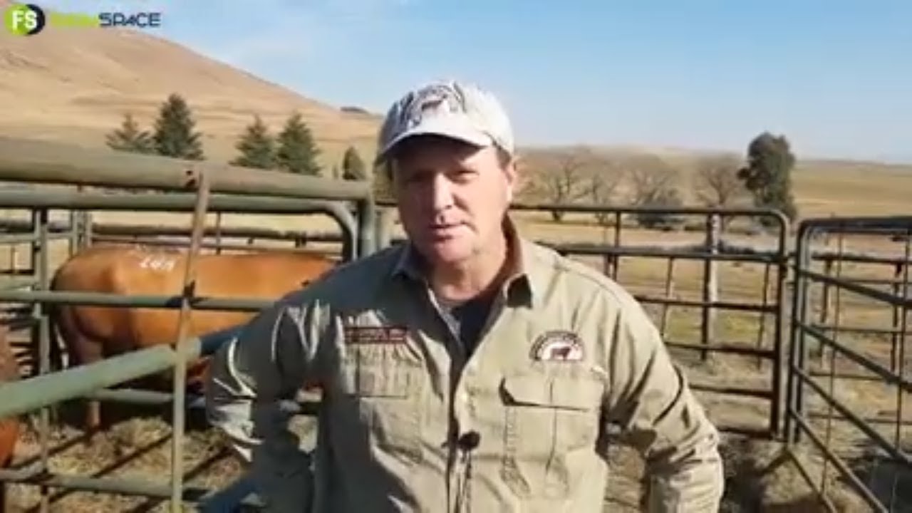Grassfields Beef - Rustin Shawe oor die meer as 500 diere op die veiling.