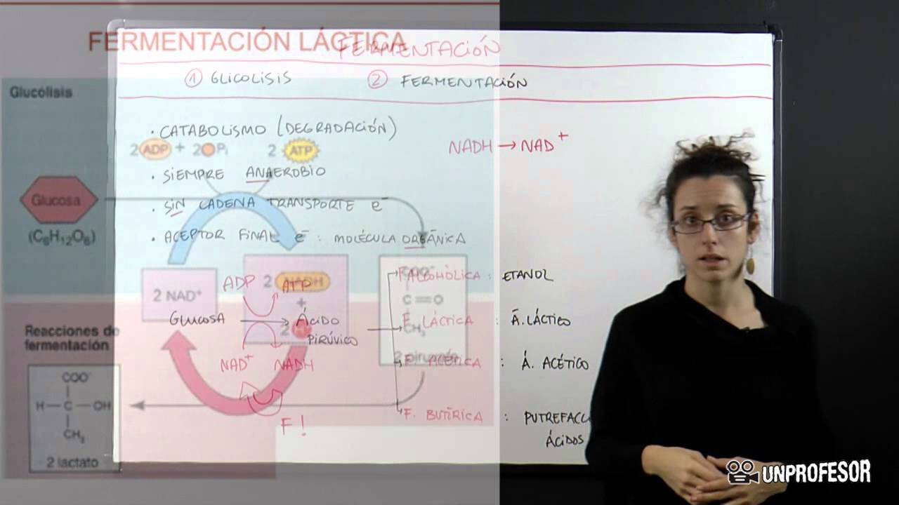 Catabolismo: fermentaci&oacute;n