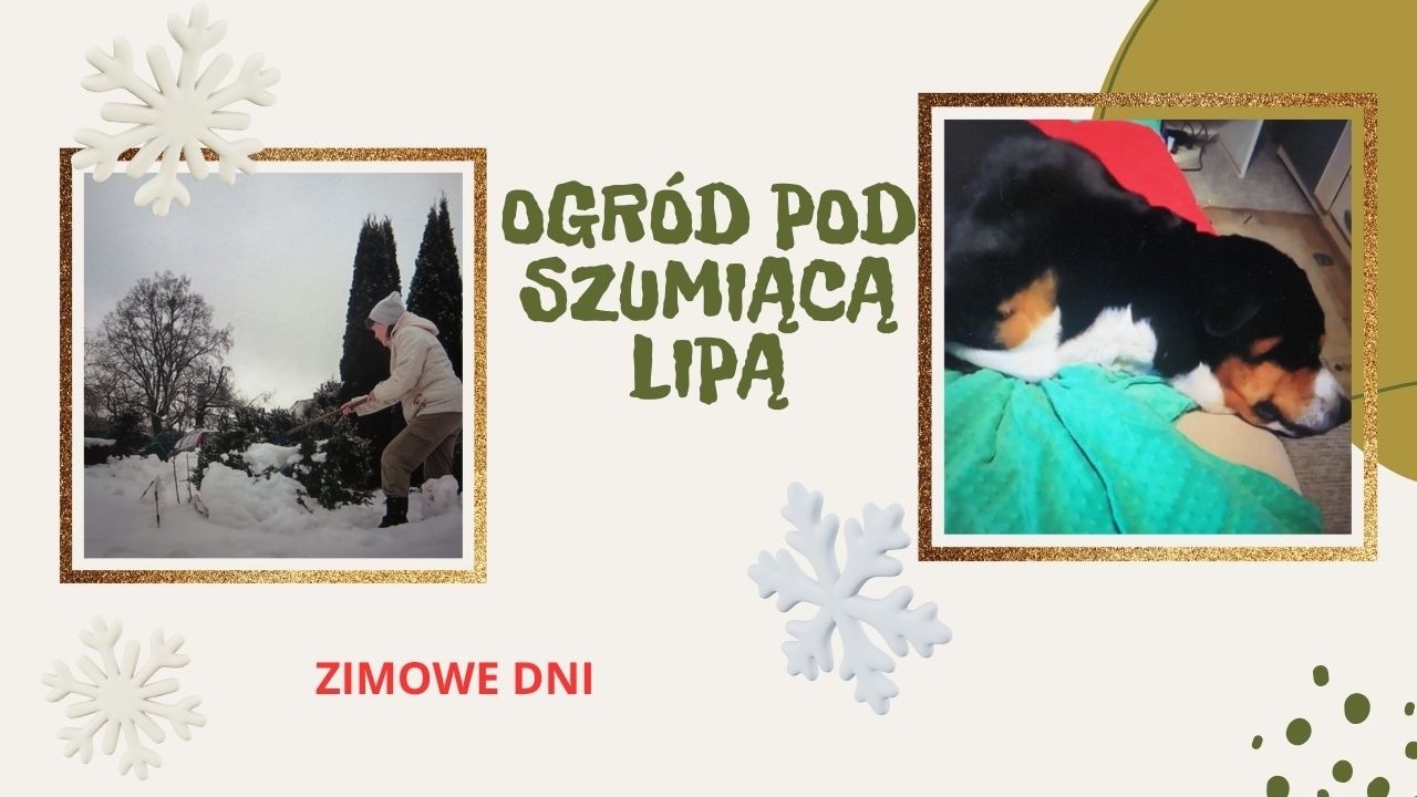 Zimowe dni.