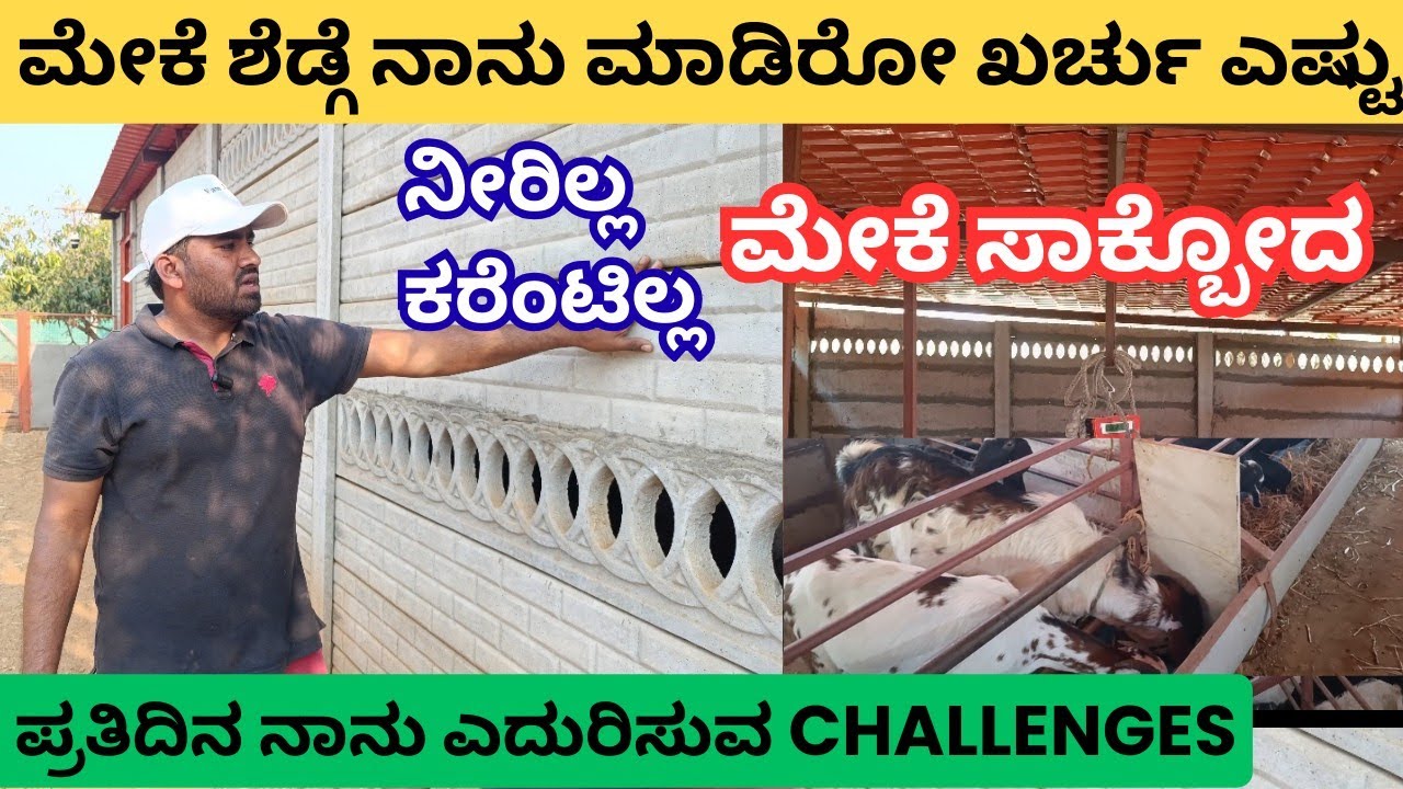 ನಮ್ಮ ಸಿಂಪಲ್ ಮೇಕೆ ಶೆಡ್ ನಿರ್ಮಾಣ ಹೇಗಿತ್ತು? Simple goat shed making #goatfarming #mekesakanike #natimeke