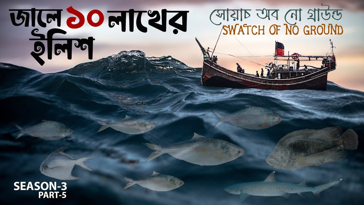 রূপকথার মতো জালে উঠলো বড় বড় ইলিশ মাছ | Fishermen Catch Huge Hilsa Fish in the Bay of Bengal