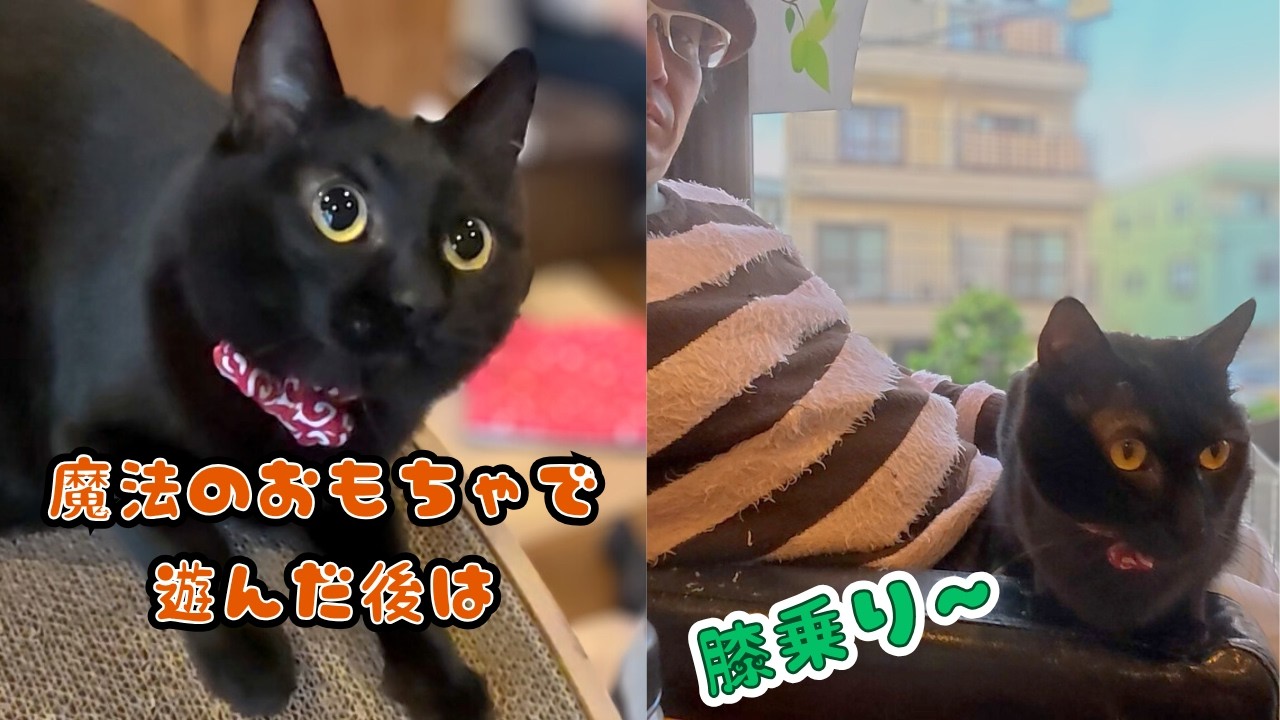 【ギャップ萌え】黒猫イケメン女子はクールなのに魔法のおもちゃで膝乗り猫に（保護猫カフェ森のねこ舎）淡路A cool black cat toy that changes its personality