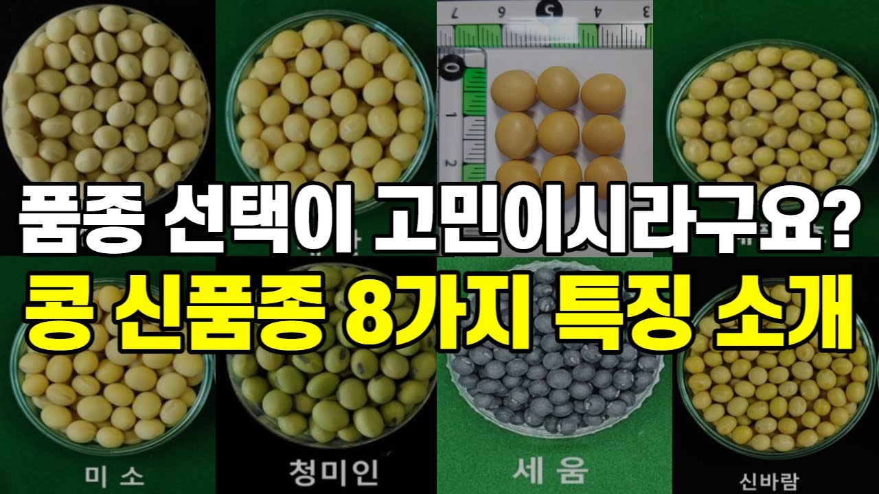 콩 농사 신품종 콩 8가지 품종 선택 전 꼭 봐야하는 필수영상(선풍, 대찬, 미풍, 대풍2호, 미소, 청미인, 세움, 신바람 등)