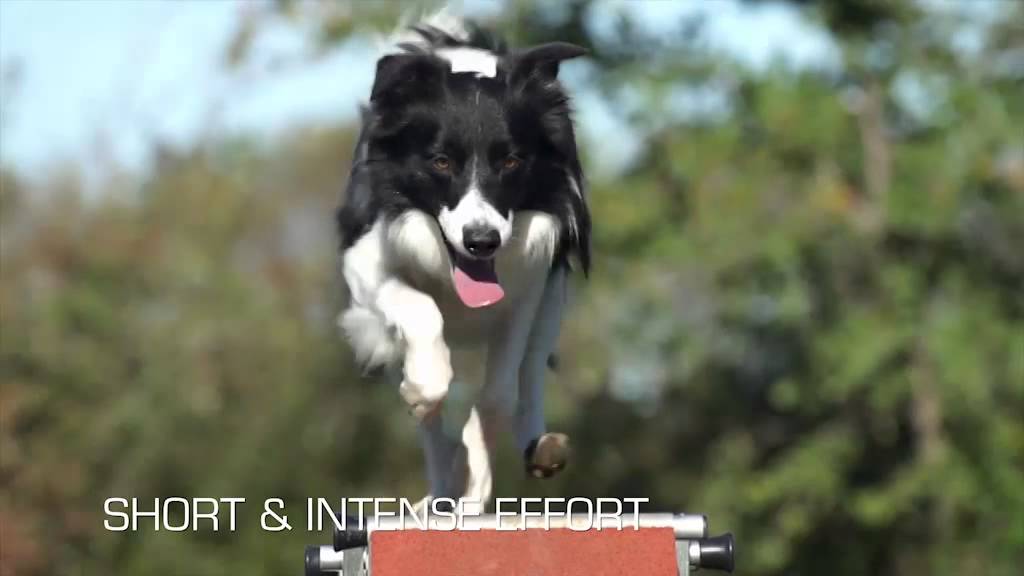 Royal Canin Sporting Range