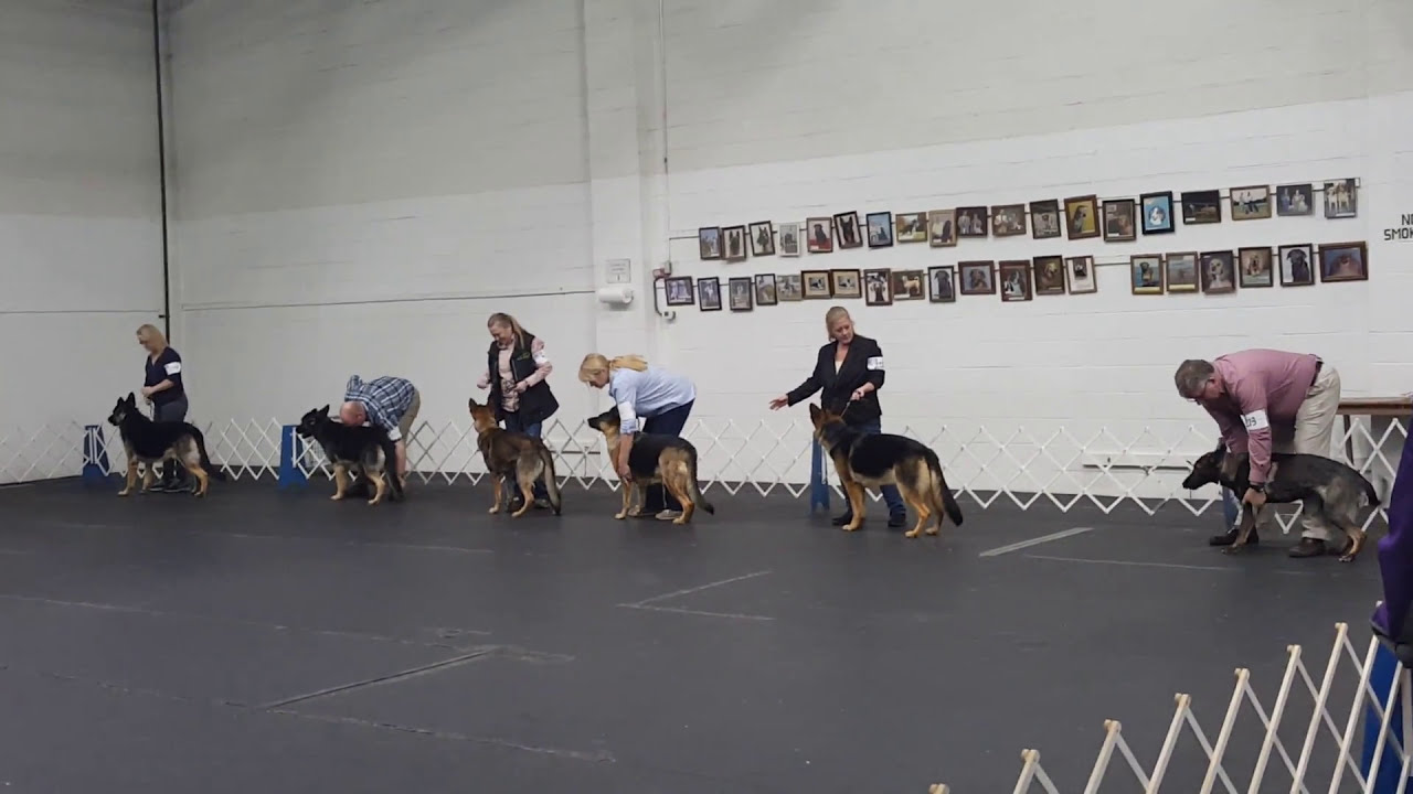 GSD Conformation shows