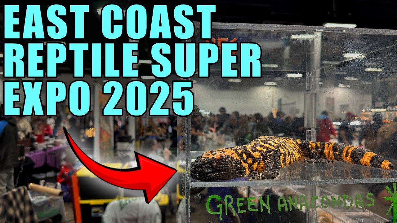EAST COAST REPTILE SUPER EXPO 2025 - Best Reptiles (Sights & Sounds)